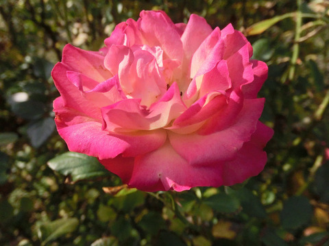 アクロポリス　ロマンティカsCIMG8900