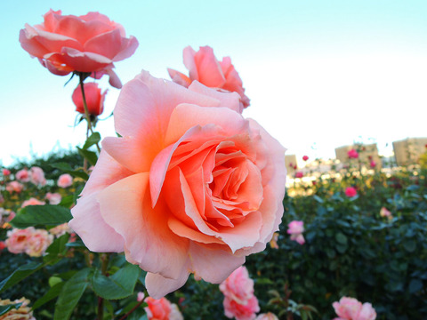 アプリコット　キャンディ6756