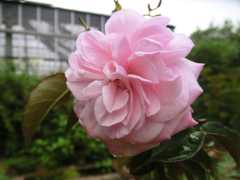 エンジェル　ハート5050