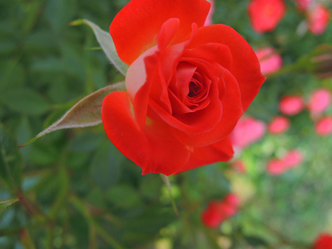 ラッキー　ダック1799