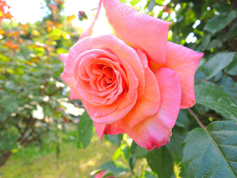 バロックsDSCN4254