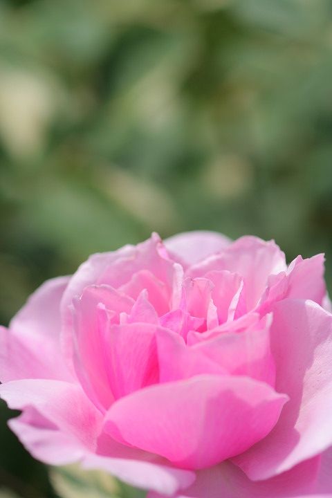 ヘルシューレン