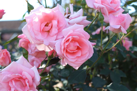 プリンセス　アイコsDSCF8111