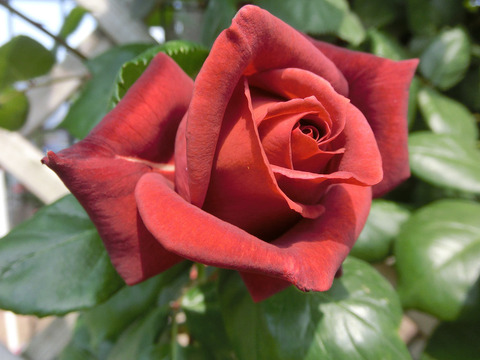 テラコッタsCIMG3842