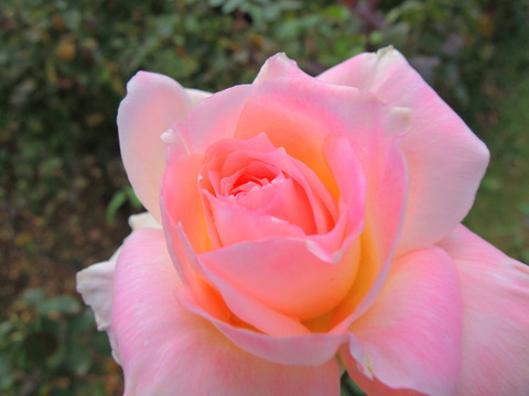 エレガント　レディ　旧ダイアナプリンセスオブウェールズ6248