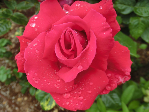 ヘンケル　ロイヤルsCIMG6355