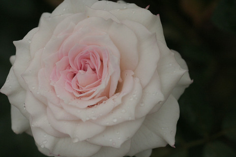 しんじゅがい　真珠貝 (2)