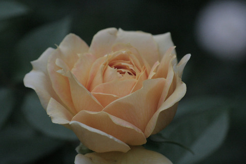 キャラメル　アンティークsIMG_7892