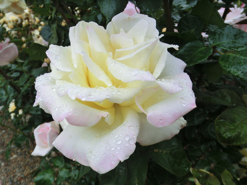 ガーデン　パーティーsCIMG6350