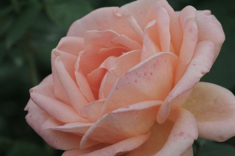 ゆめ　夢　（ゆめ）sIMG_7727