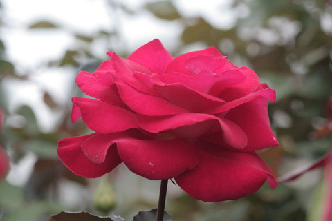 ロナルド　レーガン　ローズsIMG_7006