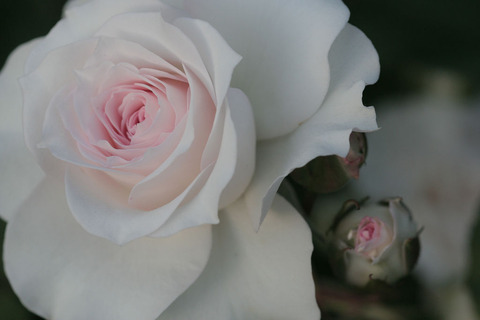 しんじゅがい　真珠貝5157