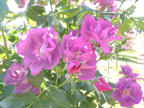 ラプソディー　イン　ブルー3707