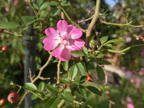 やめつひめ　八女津姫sCIMG8201