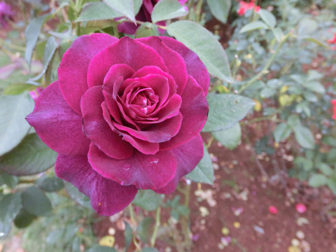 イントゥリーグsCIMG7419