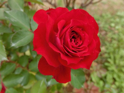 スカーレット　オベーションsCIMG7138