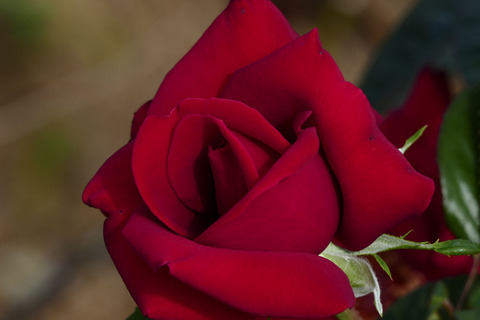 コンラッド　ヘンケルs_1220522