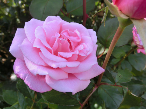 ももか　桃香sCIMG8151