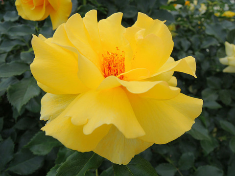 サン　フレーアsDSCN6806