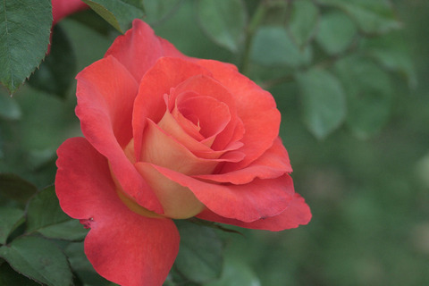 レオニダスsIMG_7579