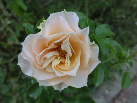 アンティーク　レースsCIMG7668