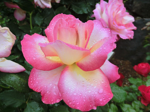 カリフォルニア　ドリーミングsCIMG6022