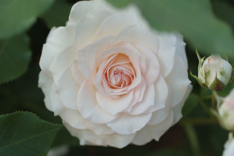 しんじゅがい　真珠貝