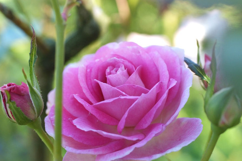 コティヨンsDSCF8531