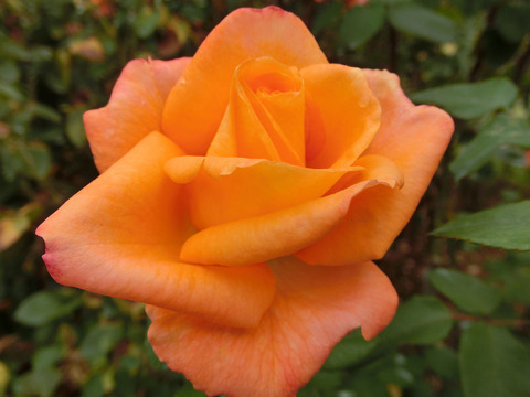 とこなつ　常夏　（とこなつ）sCIMG7116