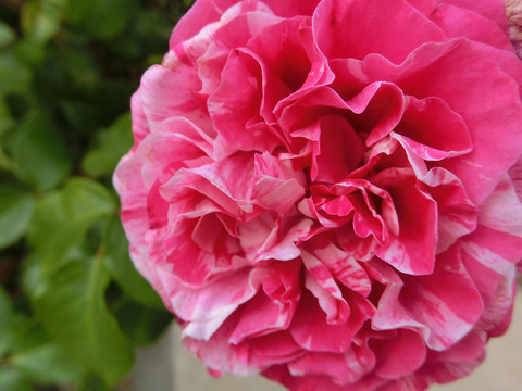 フランボワーズ　バニーユsCIMG5577