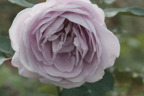 しのぶれどsIMG_4932