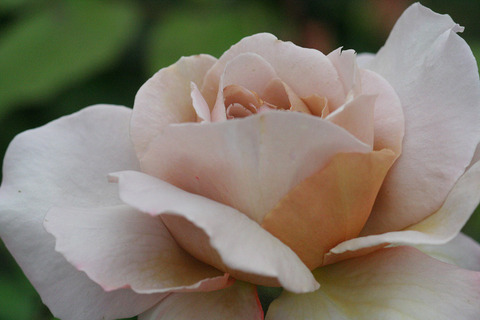 グレー　パール2273