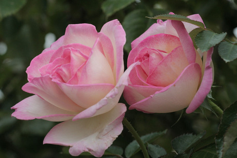 プリンセス　ドゥ　モナコsIMG_6855