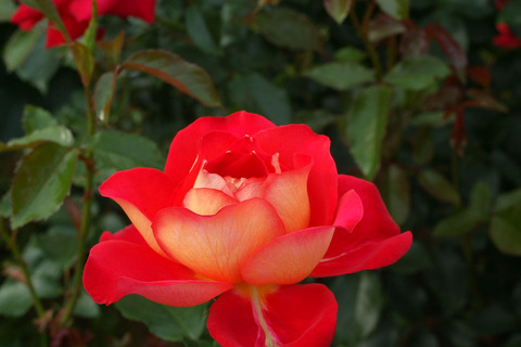 きぼう　希望　（きぼう）sDSCF2567