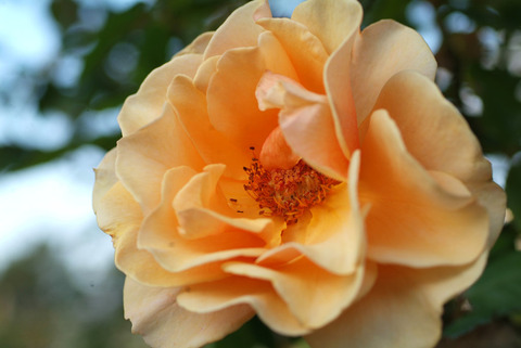 ブランディーsDSCF1095