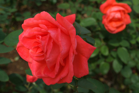 スーパー　スターsDSCF0186