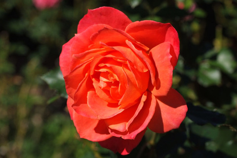 ディズニーランド　ローズsDSCF8145