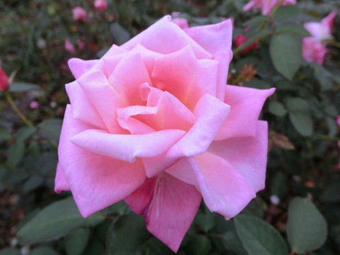 ピンク　パルフェsCIMG4797