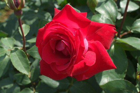 うたげ　宴　（うたげ）sDSCF1249