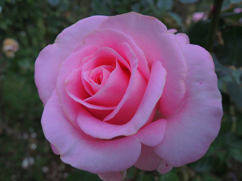 スイート　アキト6118