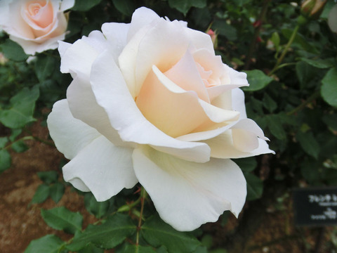 フレンチ　レースsCIMG5779