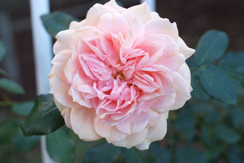 ガーデン　オブ　ローゼズsDSCF8457