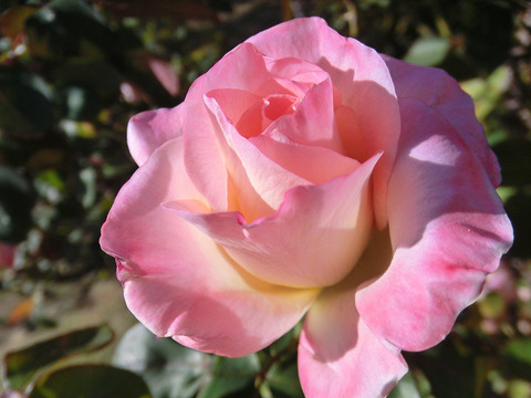 エレガント　レディ