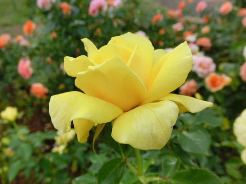 ミラベラsCIMG7293