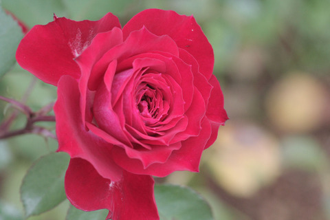 スカーレット　オベーションsIMG_7035