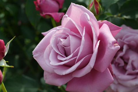 シャルル　ドゥ　ゴールsDSCF1930