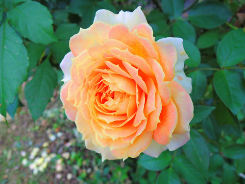 キャラメル　アンティークsDSCN0052