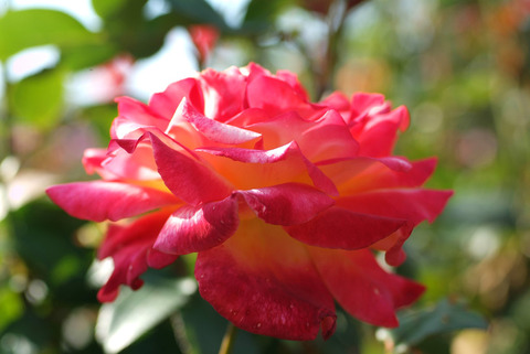 ミラマーレsDSCF0159