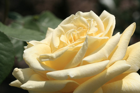 ゴールデン　ジャイアント8862