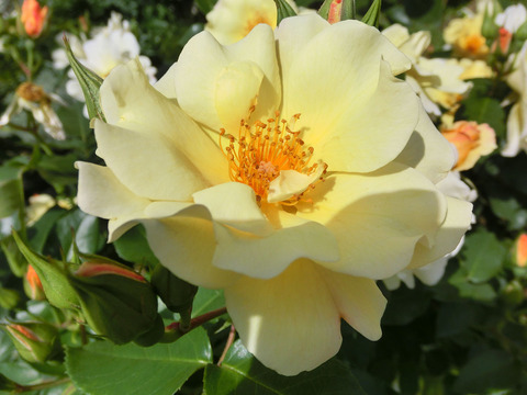 きんれんぽ　金蓮歩　（きんれんぽ）sCIMG4944